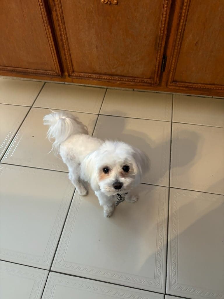 Photo de Nemo sur un plancher de cuisine