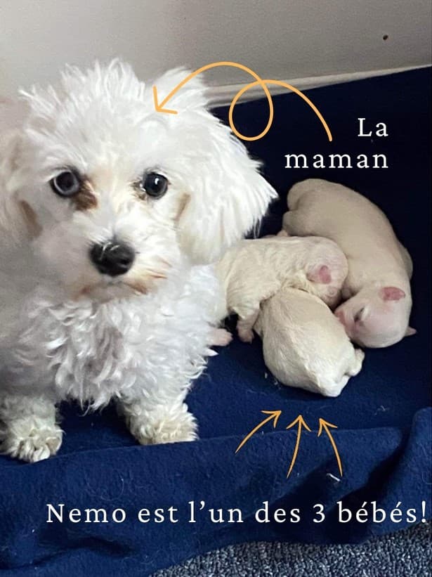 Photo de la maman de Nemo avec ses bébés